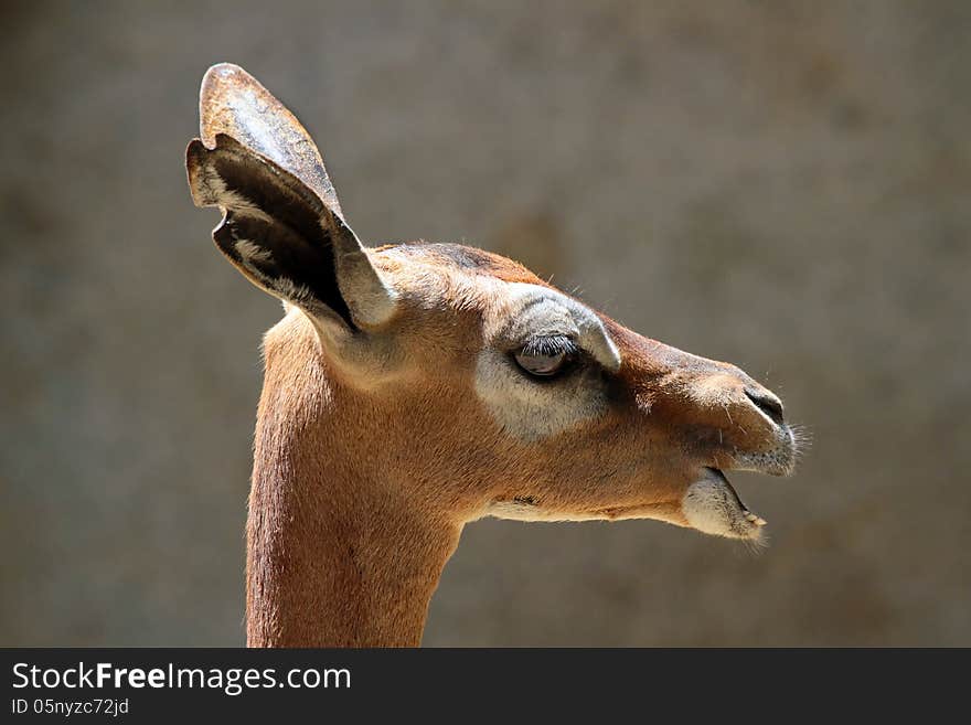 Profile Of Female African Antelope With Open Mouth. Profile Of Female African Antelope With Open Mouth