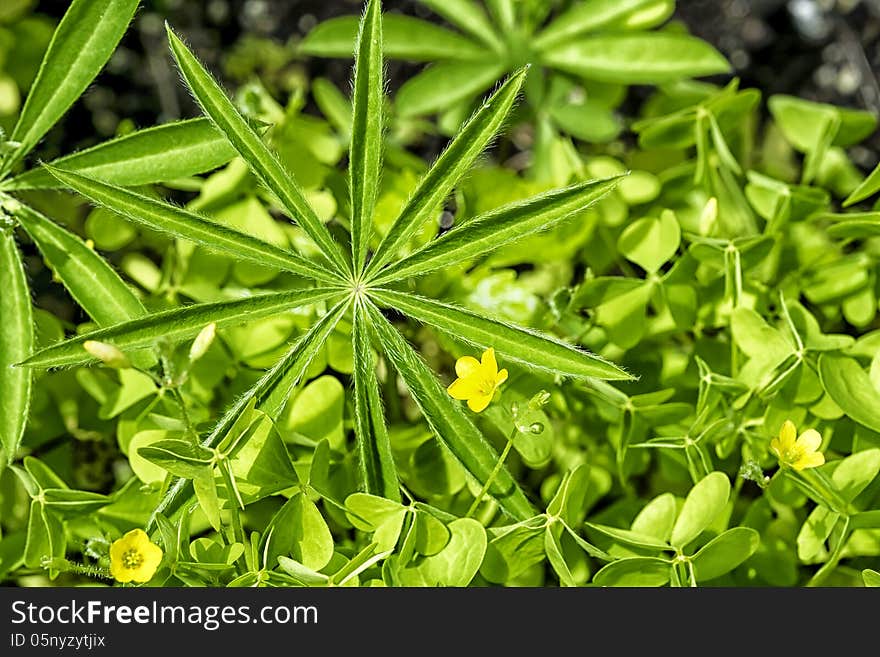 Close up of leaves in sunlight