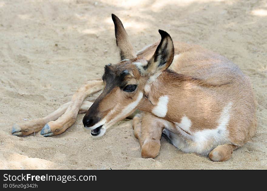 Baja Desert Pronghorn Laying In Sand With Open Mouth. Baja Desert Pronghorn Laying In Sand With Open Mouth