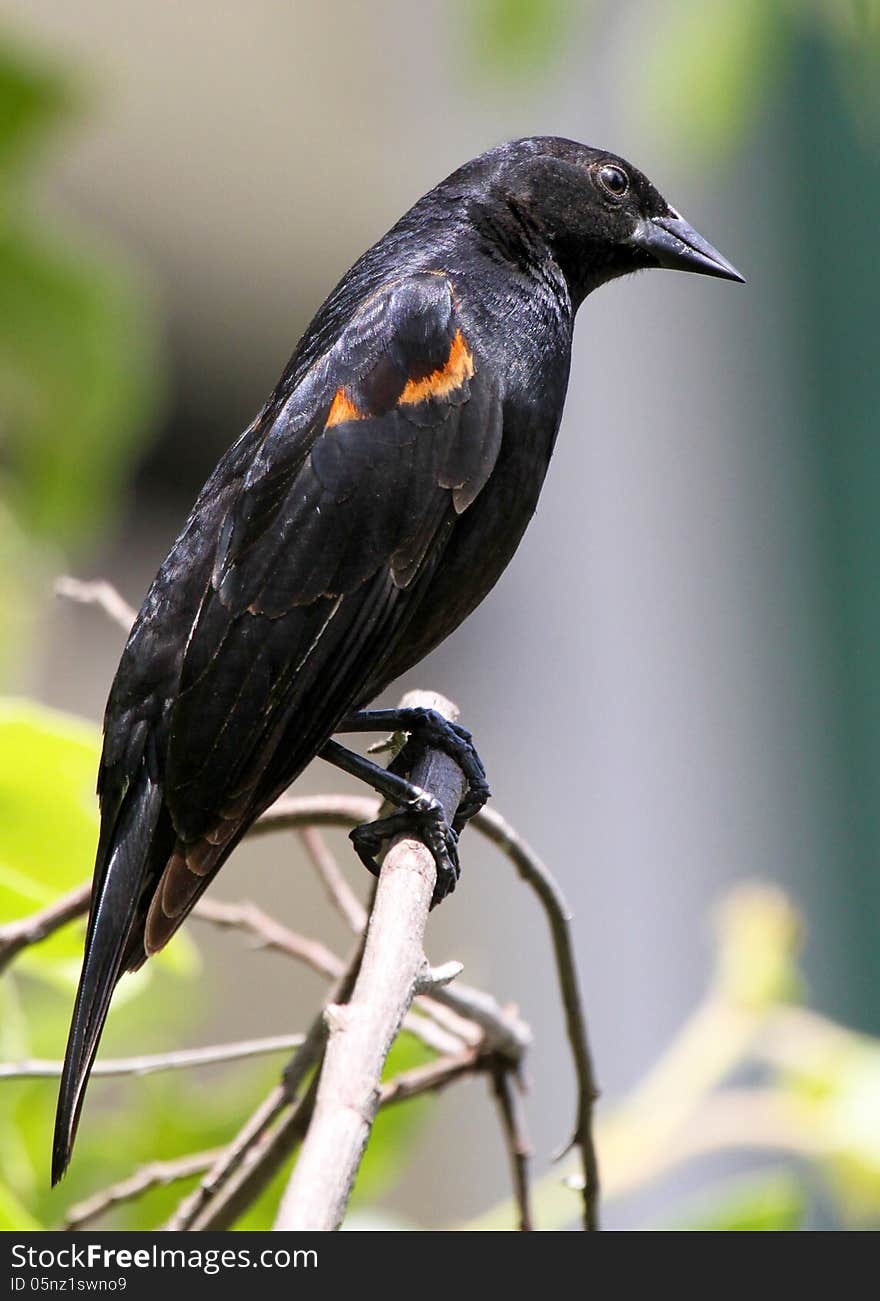 Red Wing Blackbird Sitting On Tree Branch