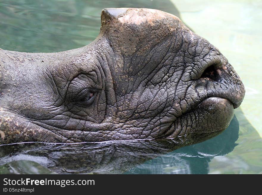 Close Up Detail Of Indian Rhino Resting In Water. Close Up Detail Of Indian Rhino Resting In Water