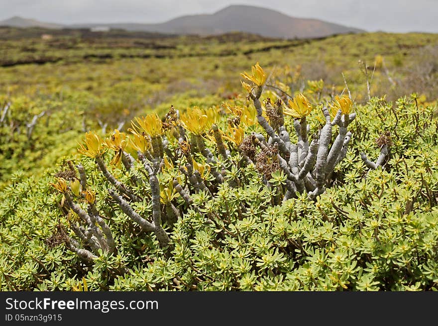 Vegetation on Lanzarote