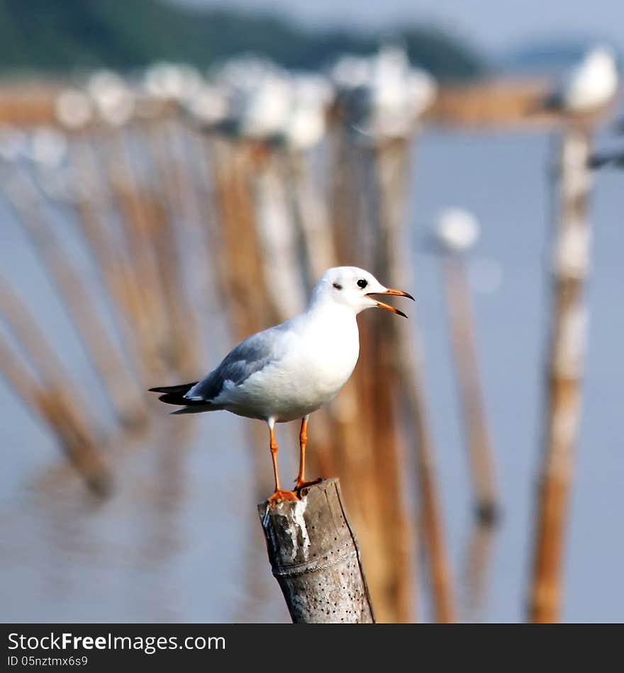 Seagull sitting on a pole