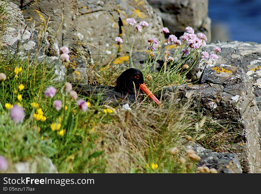 Oyster catcher in nest on the Irish coast