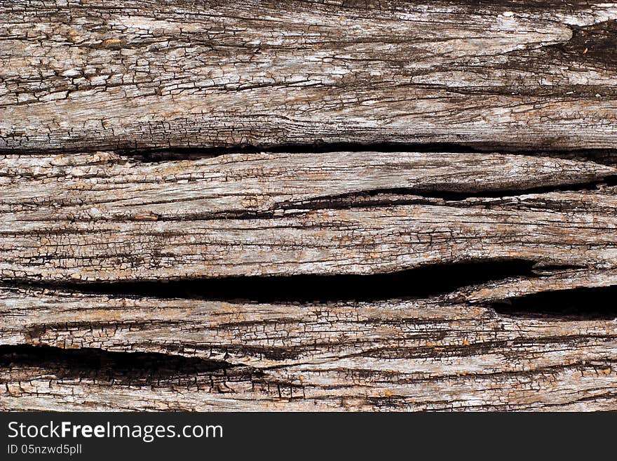 Old tree bark