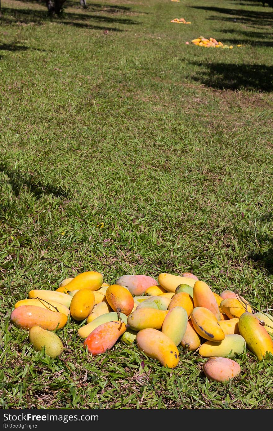 Pile of mangoes laid on the grass before picking. Pile of mangoes laid on the grass before picking