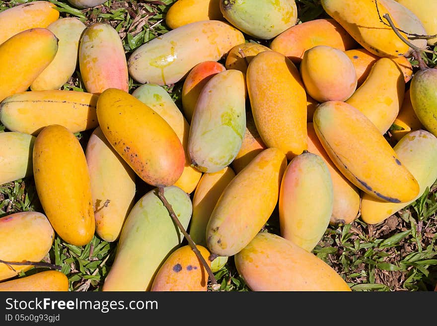 Pile of mangoes laid on the grass before picking. Pile of mangoes laid on the grass before picking