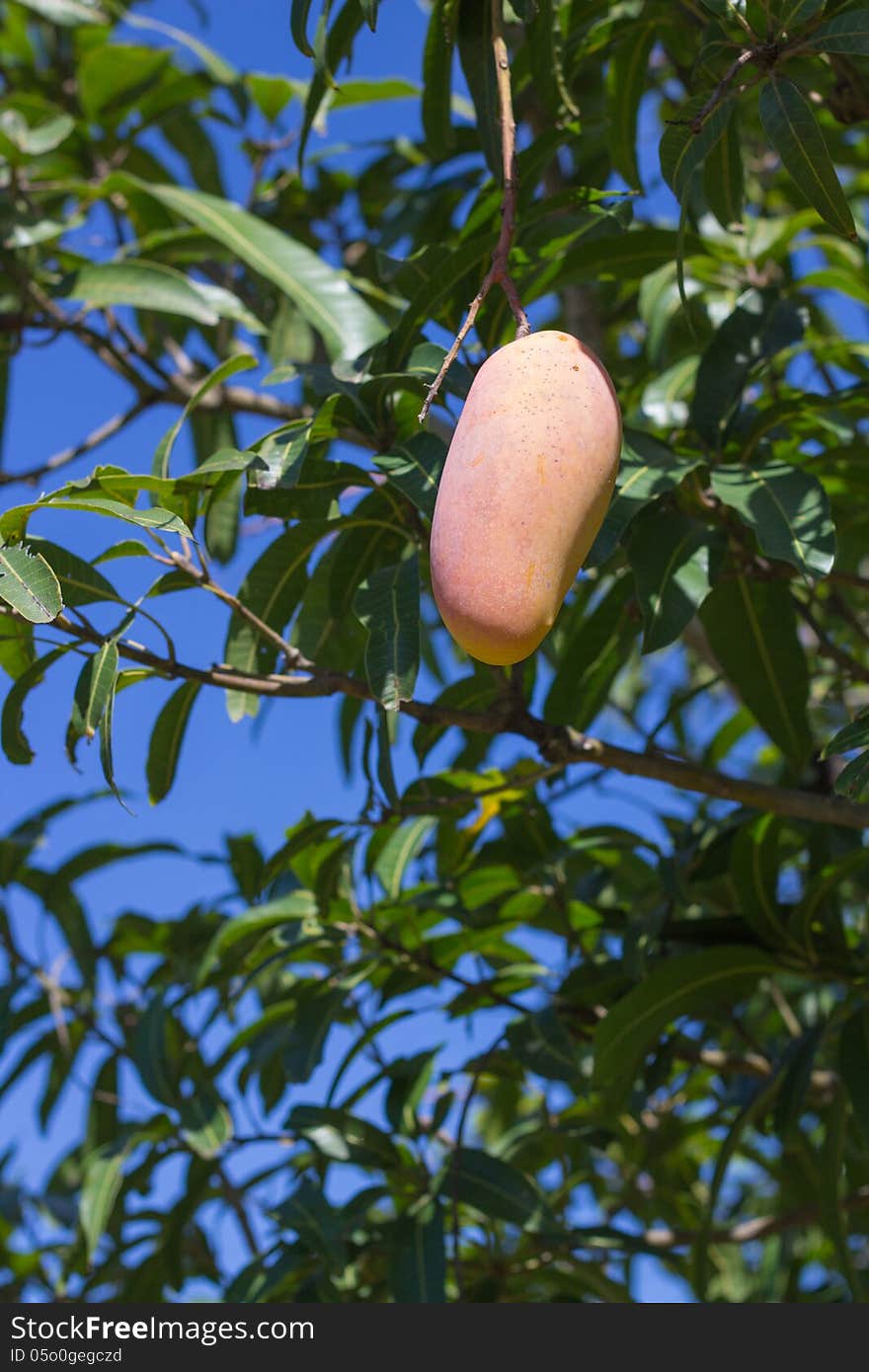 Colorful ripe mango on the tree. Colorful ripe mango on the tree