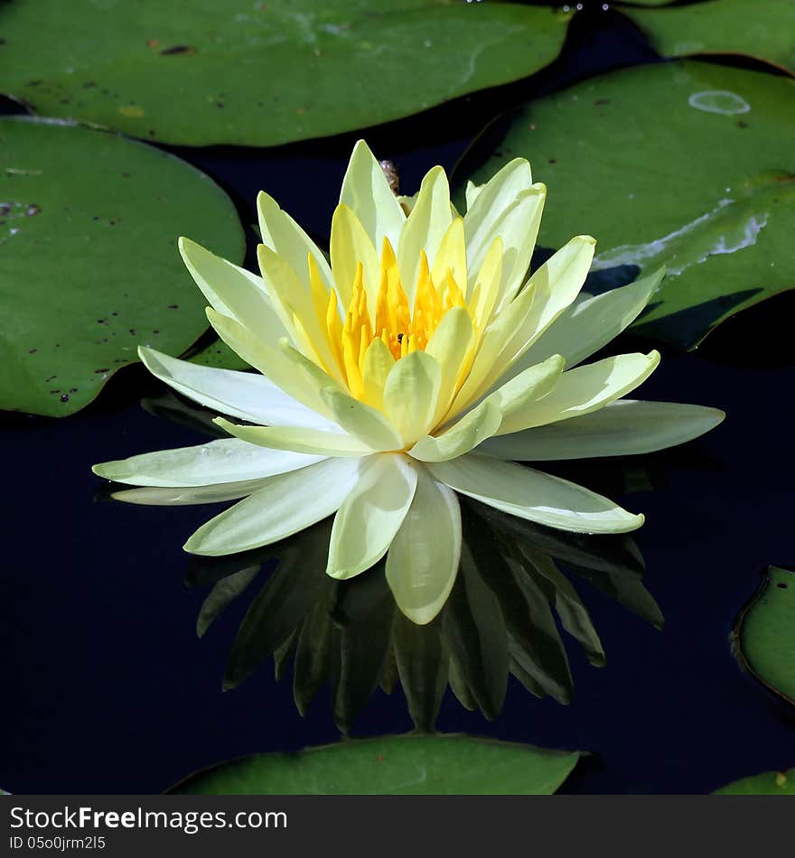 Beautiful lotus flower with reflection