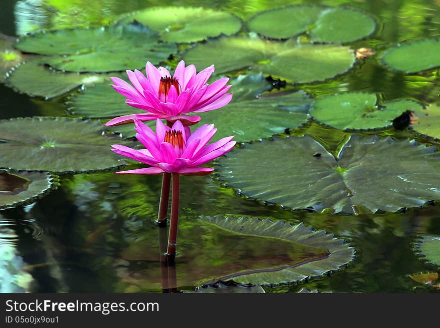 The beautiful Blooming lotus flower