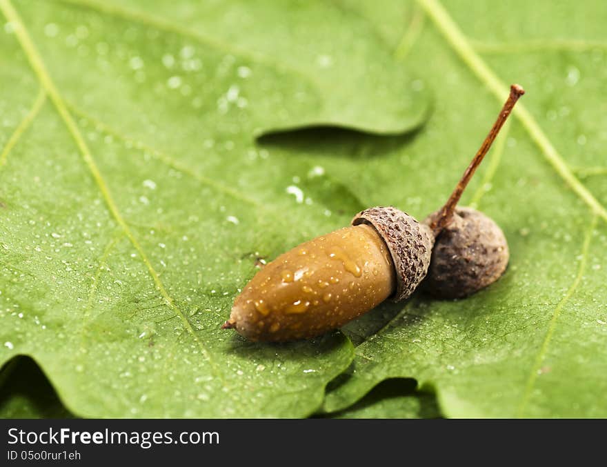 Background of acorn on green leaves after a rain