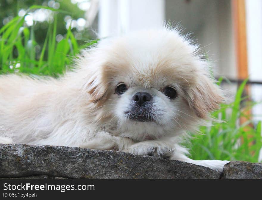 Little dog on the stone in the garden