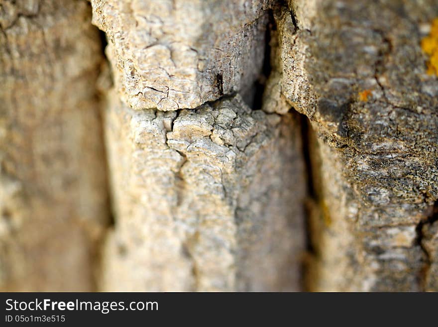 Black ant on bark in nature or garden