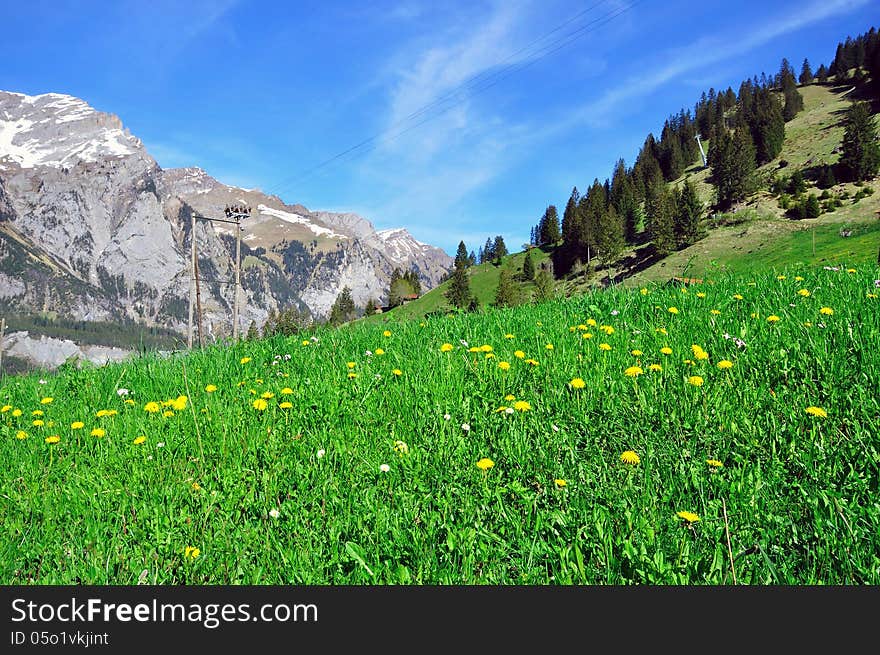 Swiss valley with flowers and mountains. Swiss valley with flowers and mountains