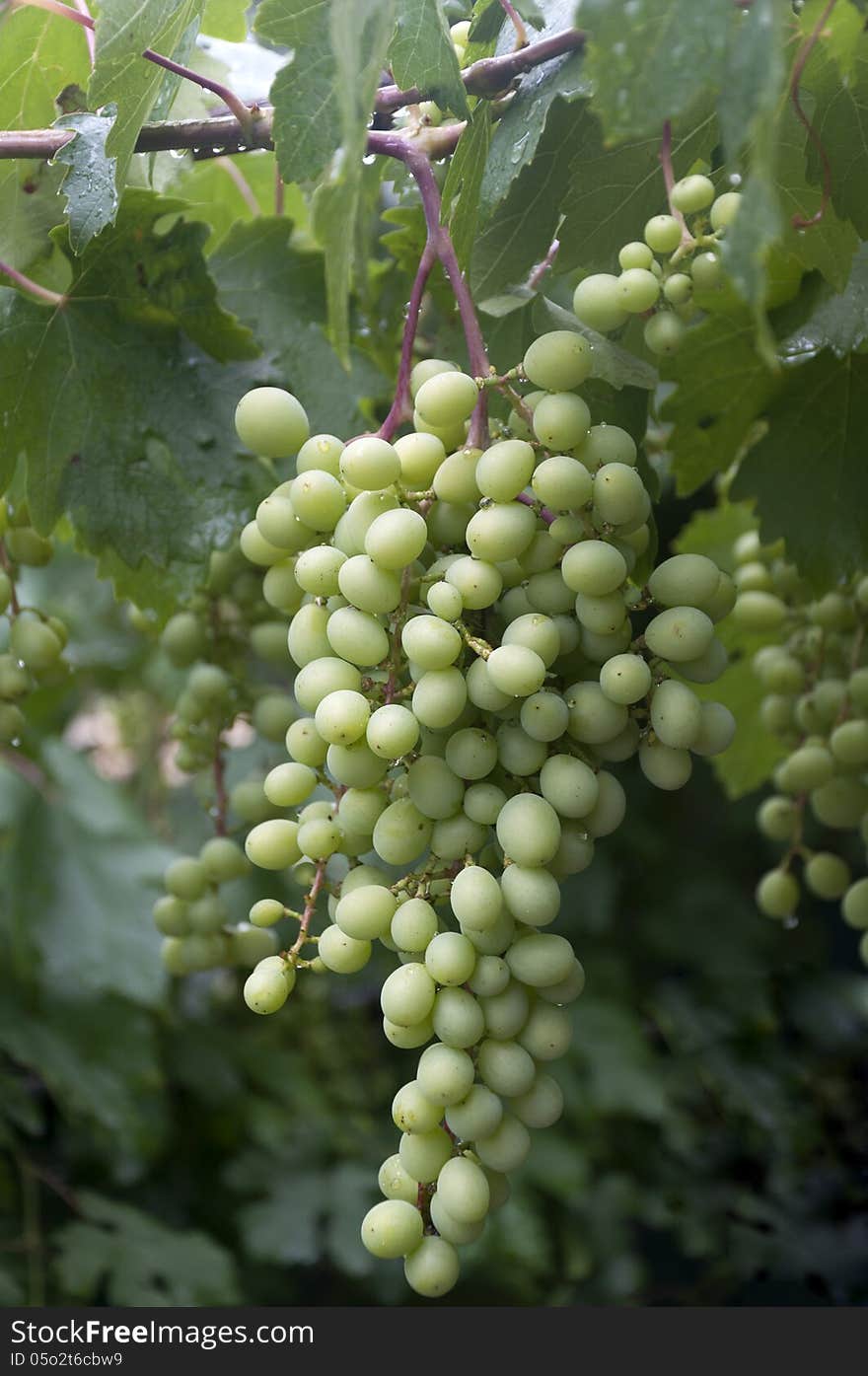 Unripe Bunch Of Grapes