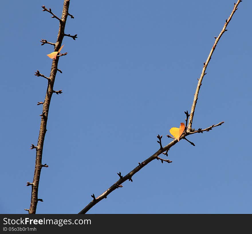 Last autumn leaves on the tree. Sakura.