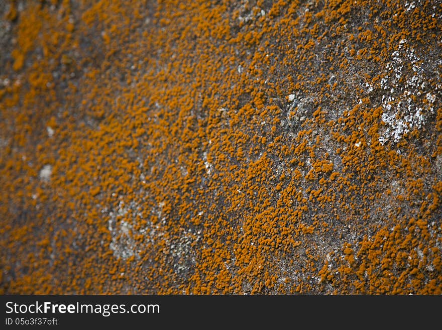 Orange Moss Surface