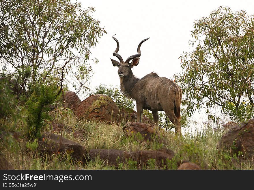 A male kudu (similar to antelope) in the wild