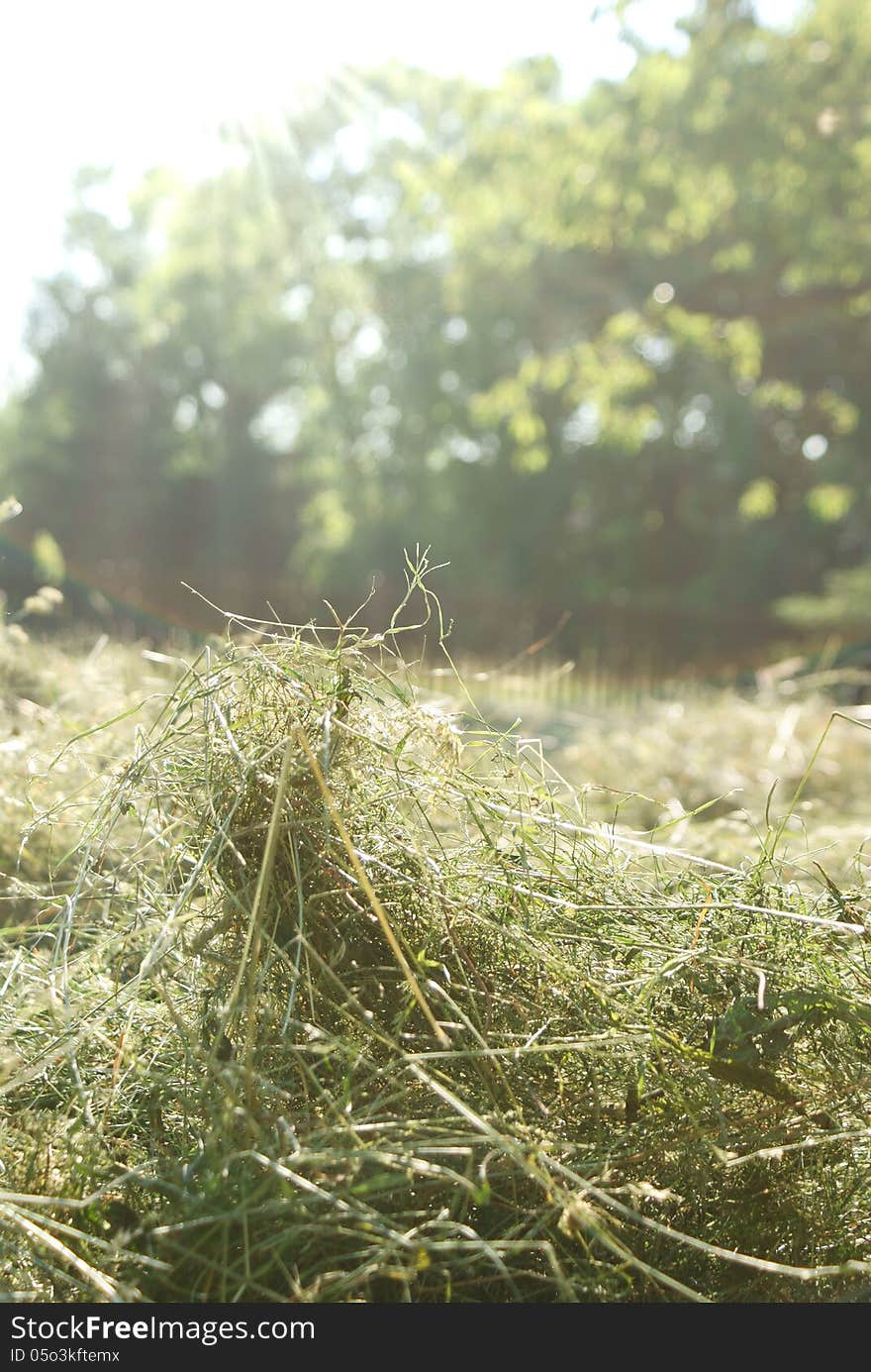 Haymaking, detail view of hay