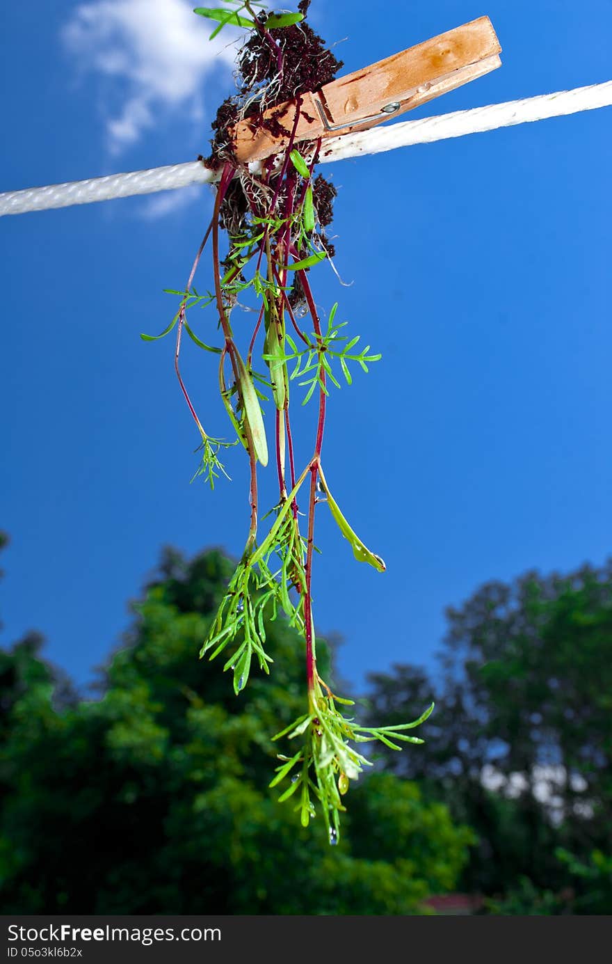 Young seedlings hanging to dry on a clothes line. Young seedlings hanging to dry on a clothes line.