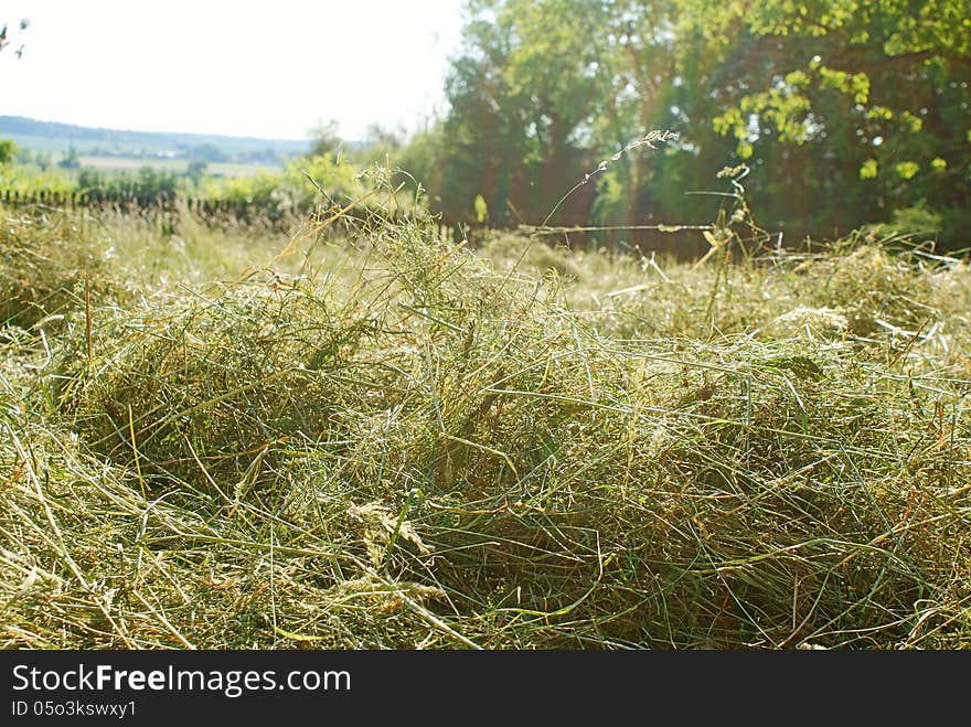 Haymaking in june, fresh hay