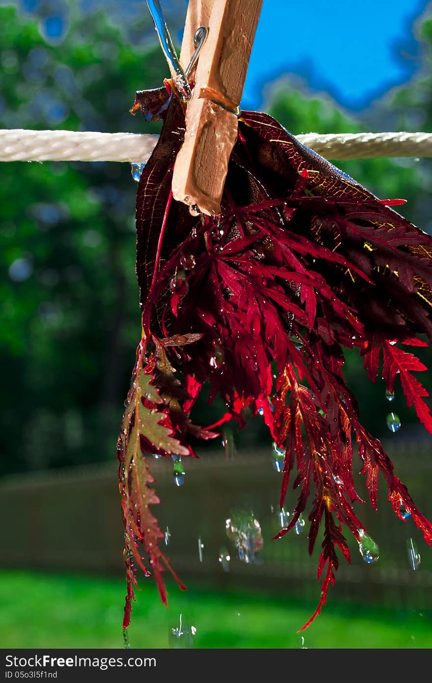 Red maple leaves hanging to wash and dry on a clothes line. Red maple leaves hanging to wash and dry on a clothes line.