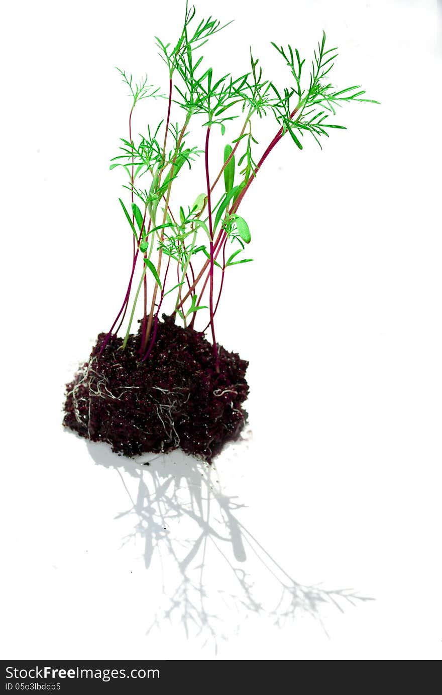 Seedling growth and soil with white background. Seedling growth and soil with white background