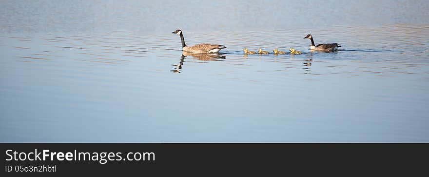 Family of ducks