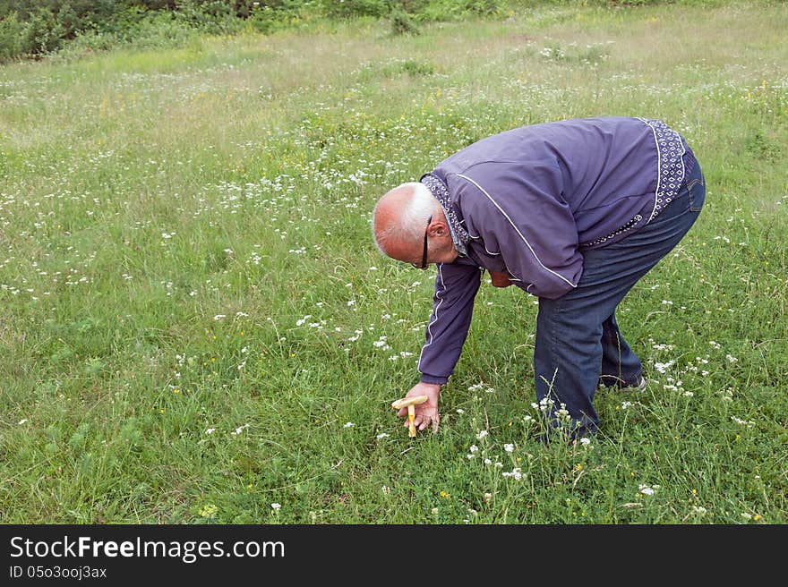 Elderly Man Picked Mushrooms In A Meadow