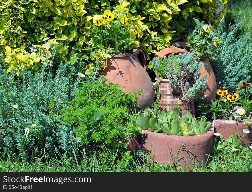 Green and yellow plants in the flower garden and flower pots. Green and yellow plants in the flower garden and flower pots