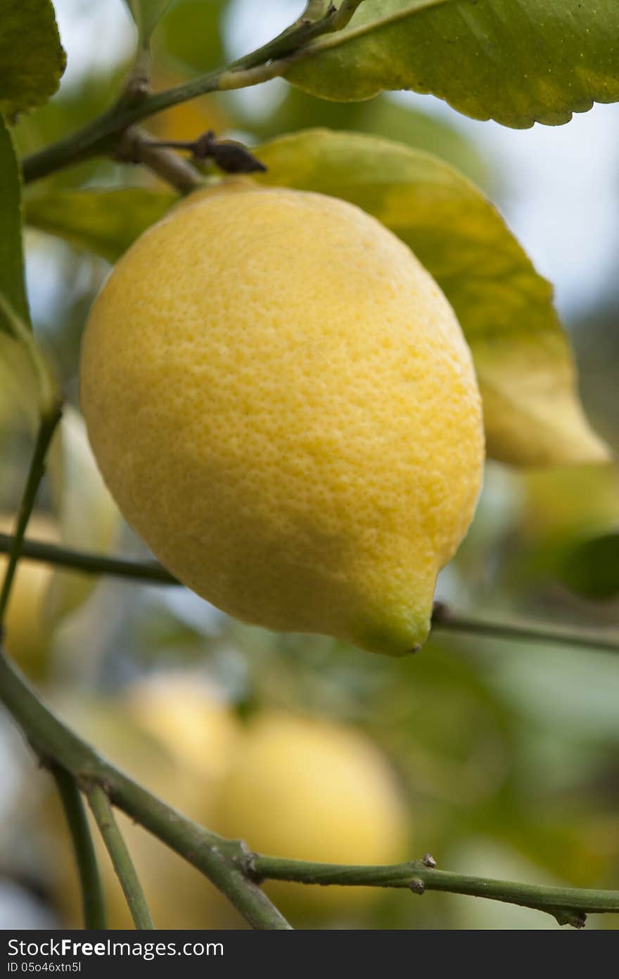 Detail of a lemon, in a lemon tree.