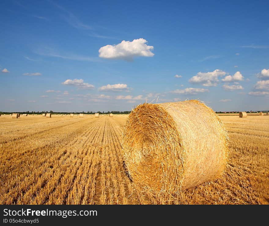 Field of freshly cut bales