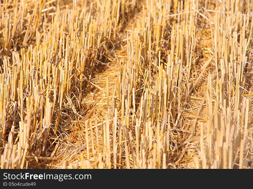 Details of cutted wheat field soil plant on farmer field