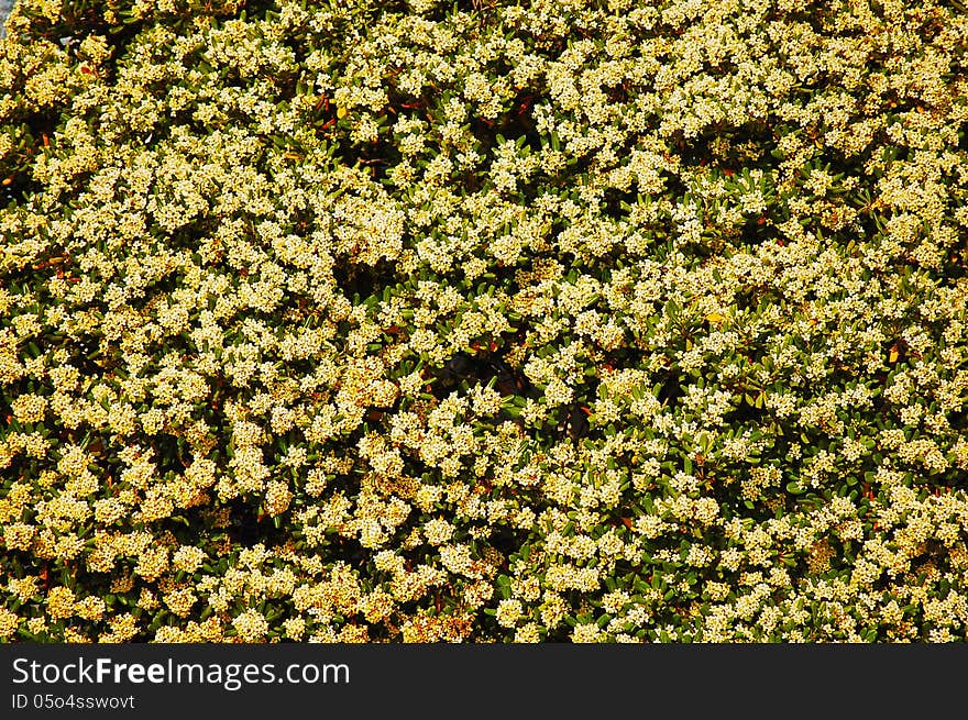 Flower background with little flower of yellow and green colors