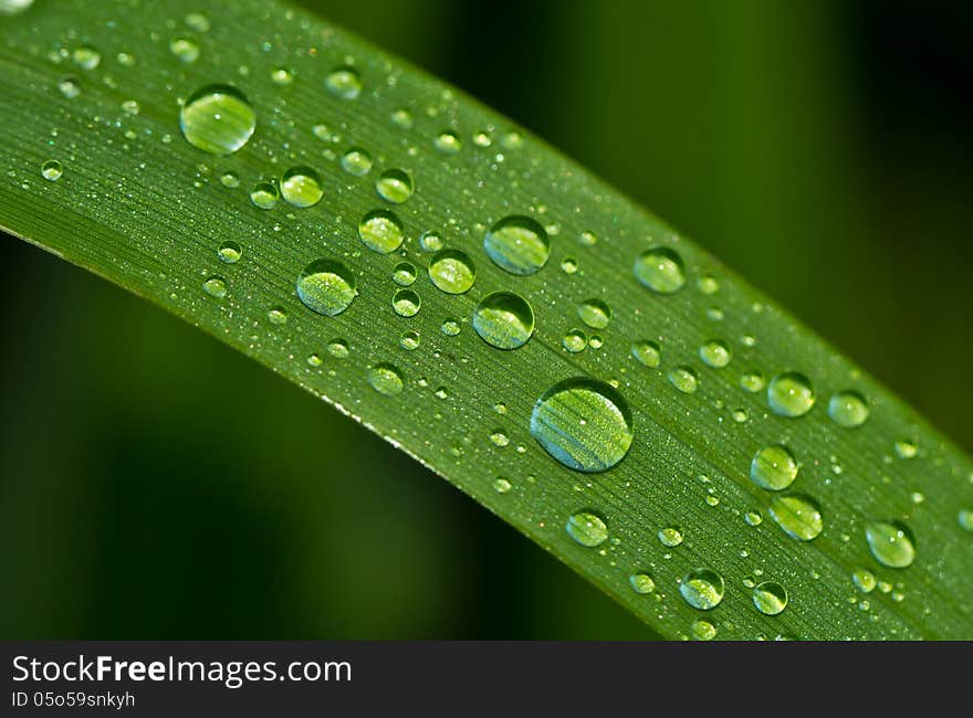 Dew Drops On A Grass