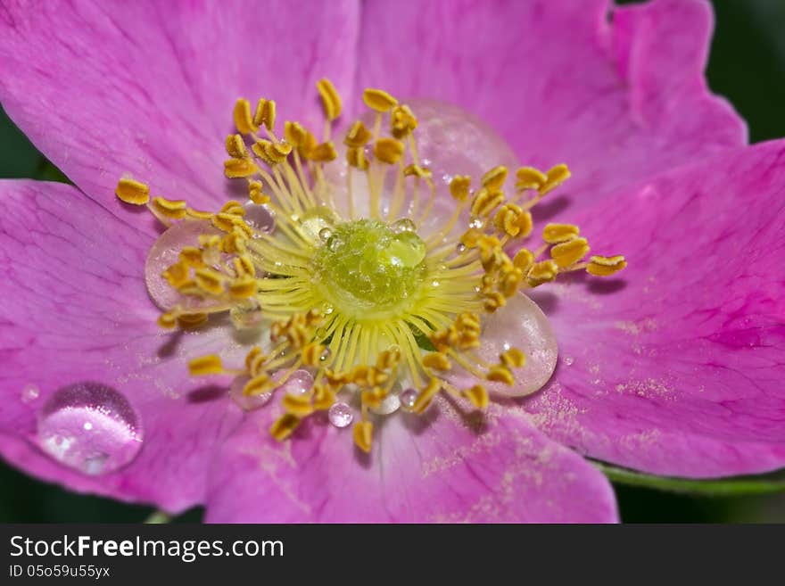 Dogrose flower