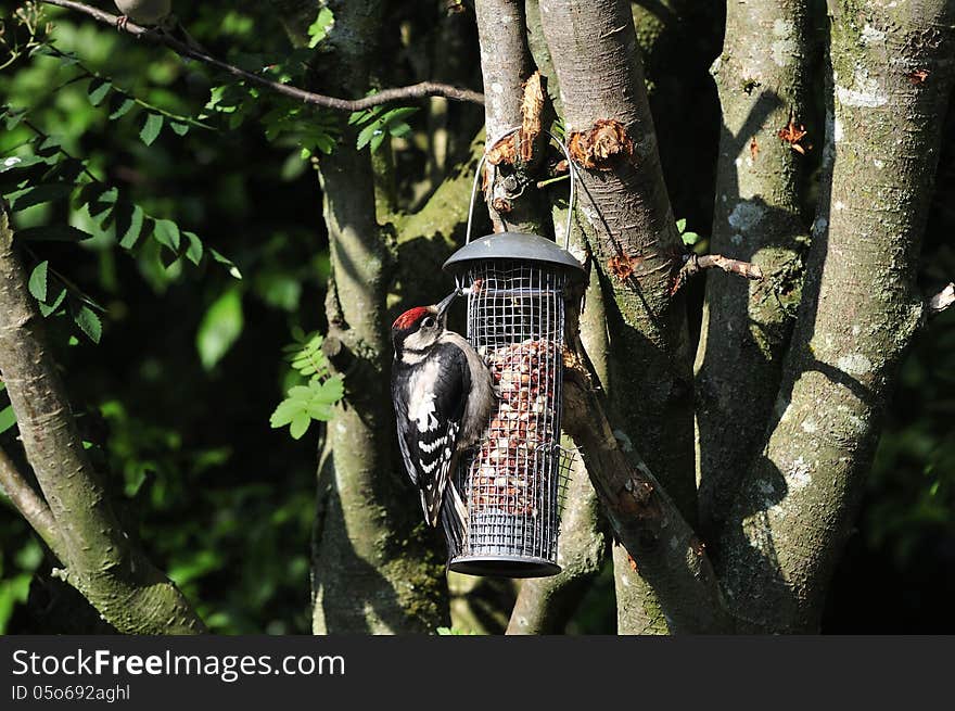 Juvenile male Woodpeckeron a peanut feeder.