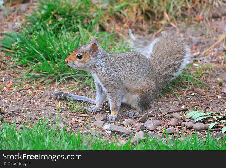 Grey Squirrel on the ground.