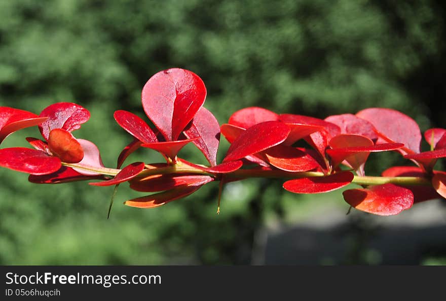 Red leaves of barberry on a green background