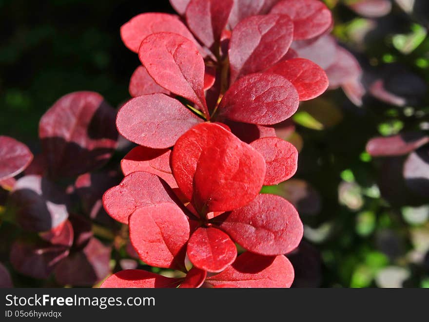 red leaves Barbara close up