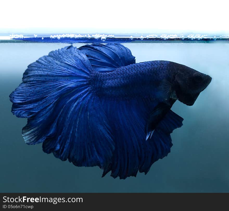 Fighting Fish