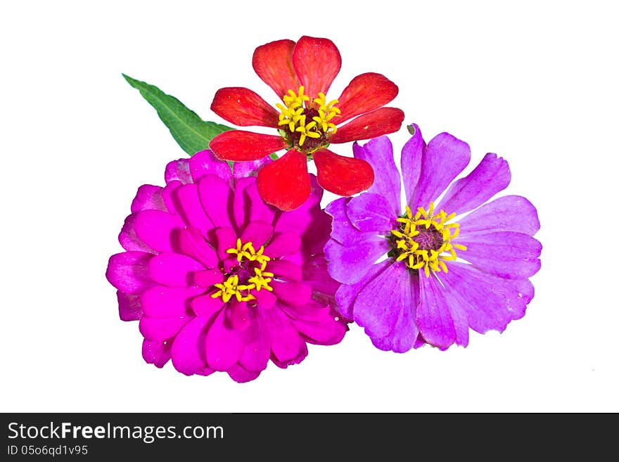 Zinnia flower isolated on a white background