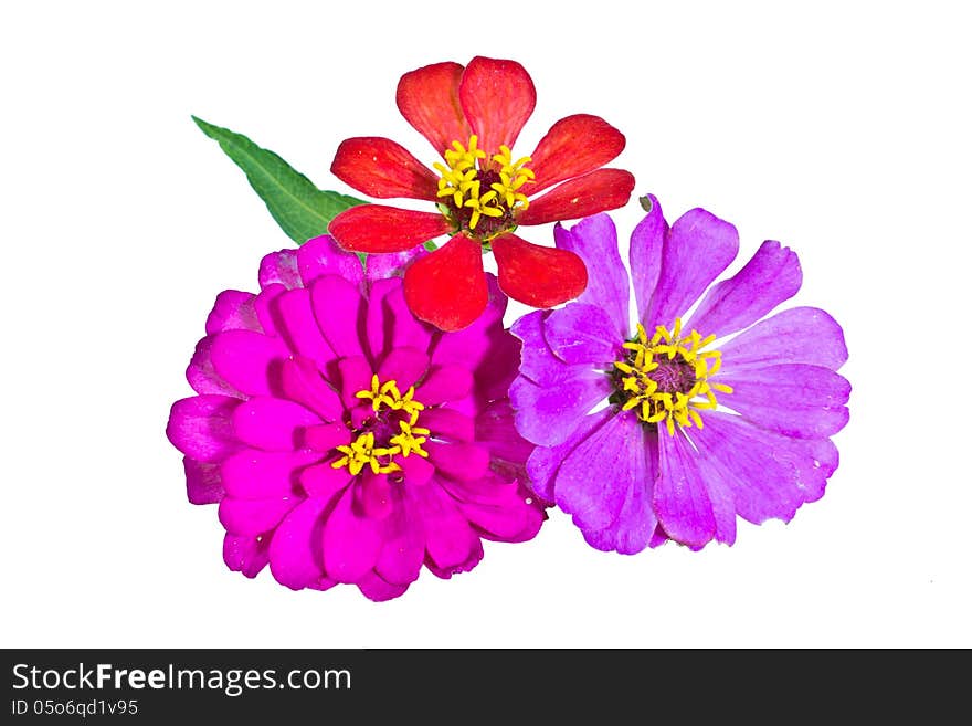 Zinnia flower isolated