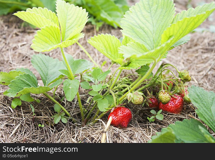 Red ripe strawberry in the garden. Red ripe strawberry in the garden