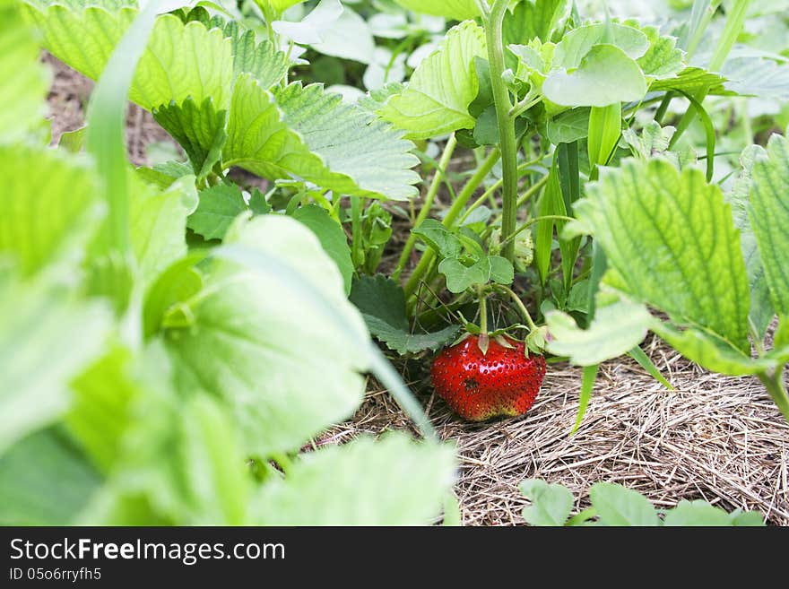 Red ripe strawberry in the garden. Red ripe strawberry in the garden