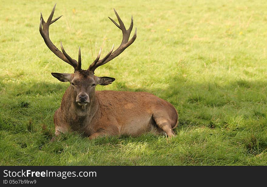 Red Deer.