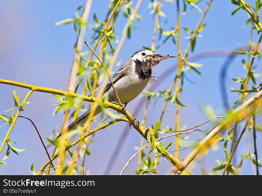 Wagtail holding dry leaves for nest