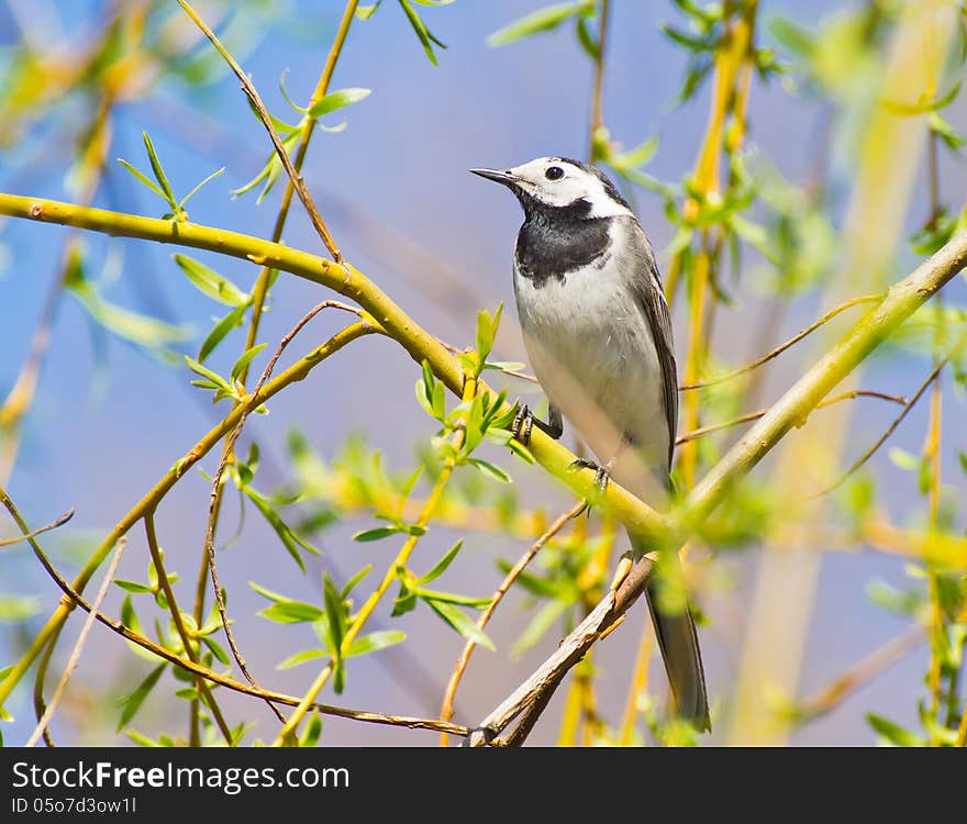 White Wagtail Closeup