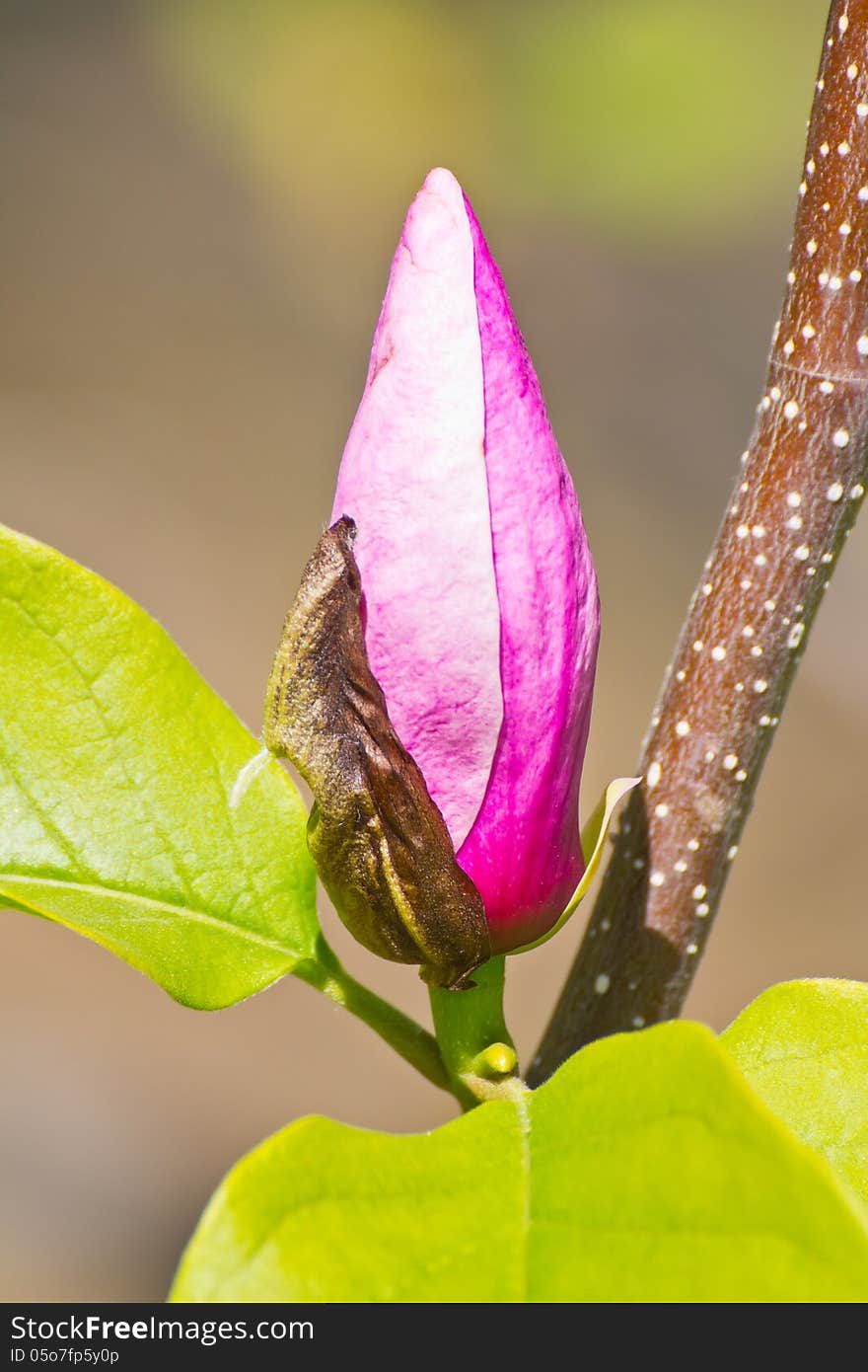 Closeup of magnolia bug