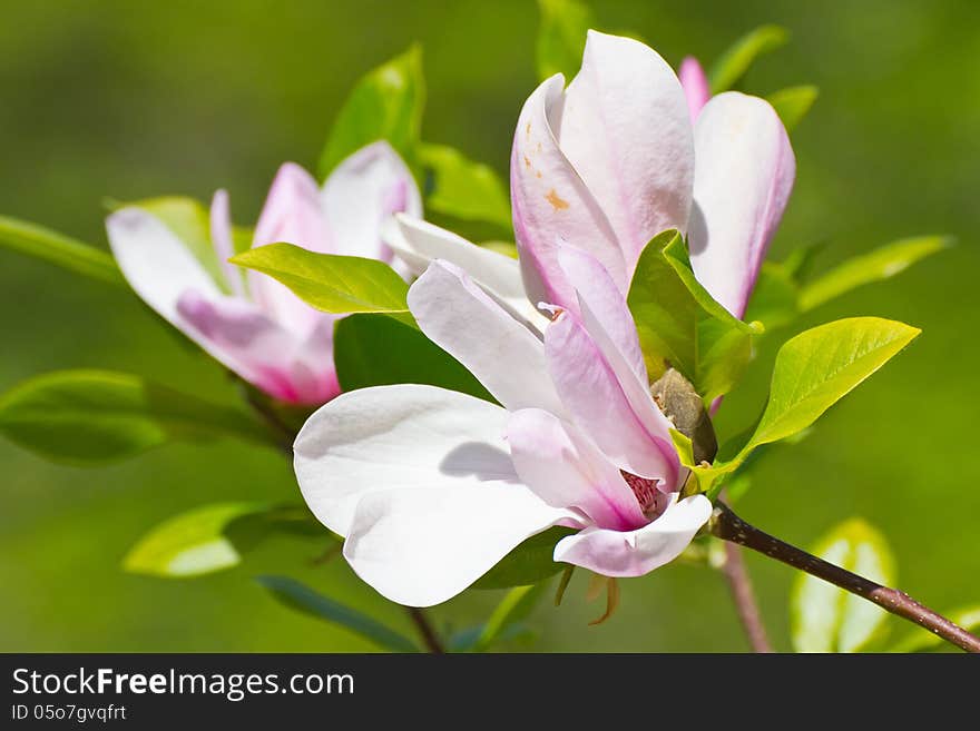 Blooming magnolia